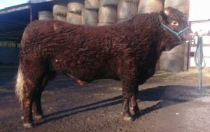 SALERS BULL DRUMSLEED EXCLUSIVE