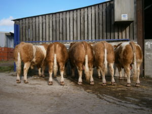 Bulls for Stirling
