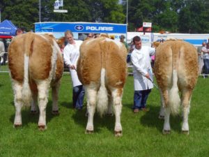 Reserve Interbreed group of 3 at Angus Show 2008