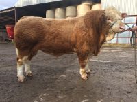 Stirling Bull Sales October 2017
