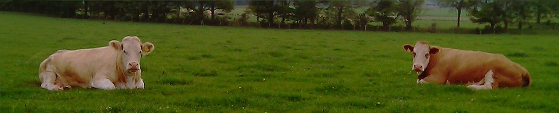 Drumsleed Simmentals